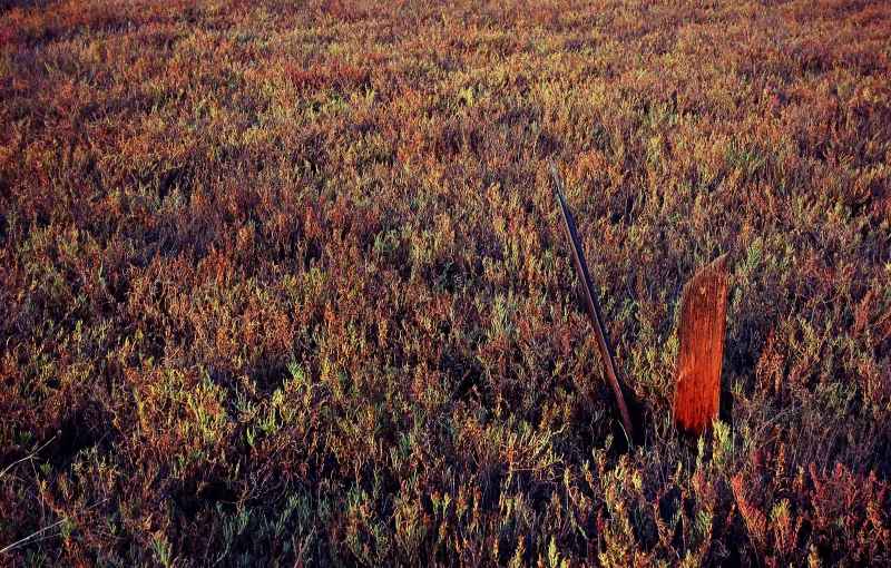 2010-09-19 Grasses.jpg