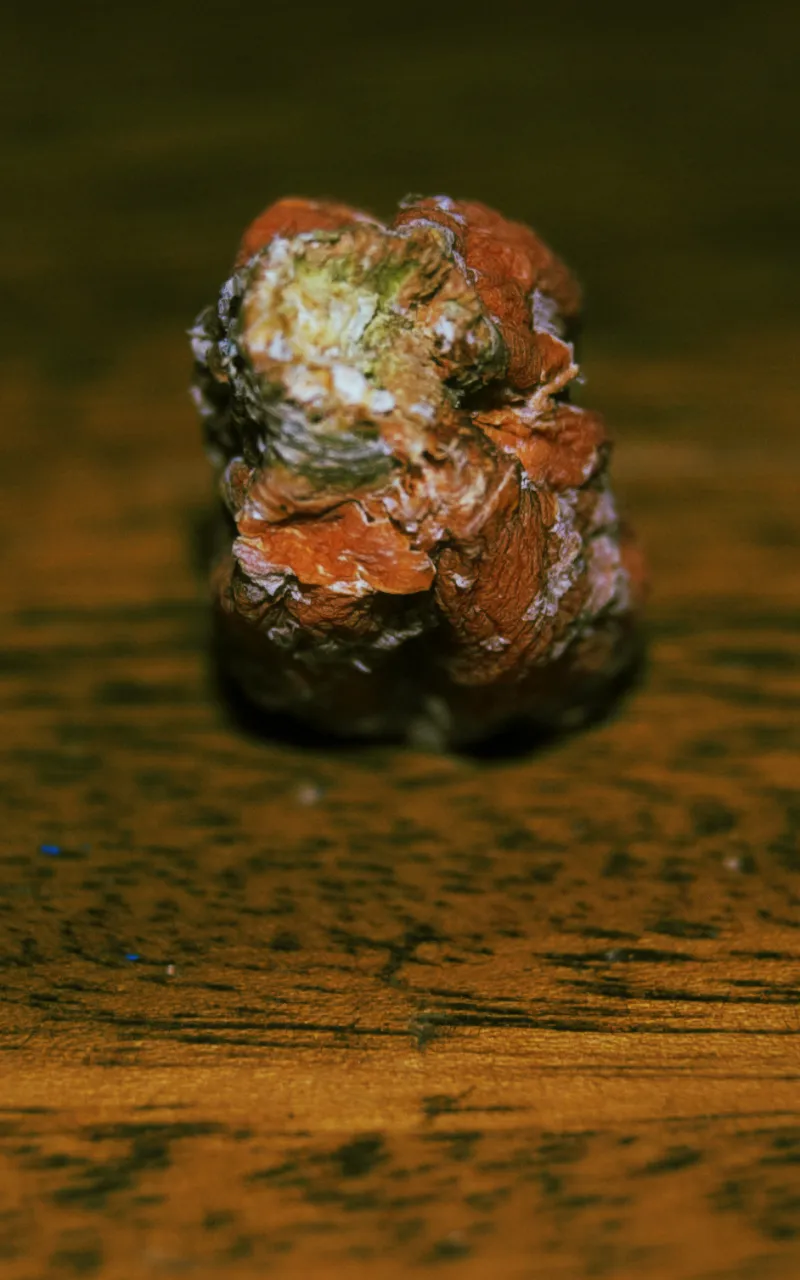 2010-11-29 Rot1.jpg