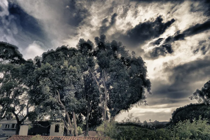 2010-12-31 HDR-Tree.jpg