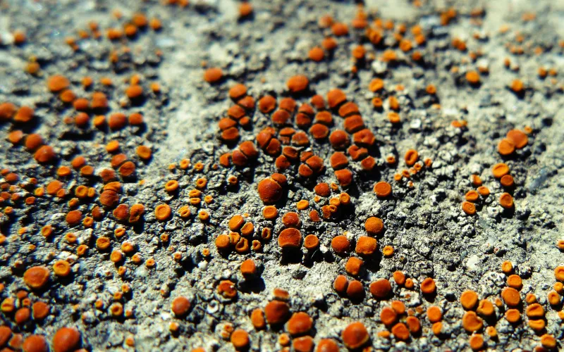 2011-03-07 Buttons.jpg