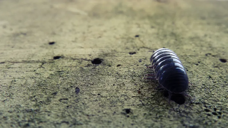 2011-03-07 PillBug.jpg