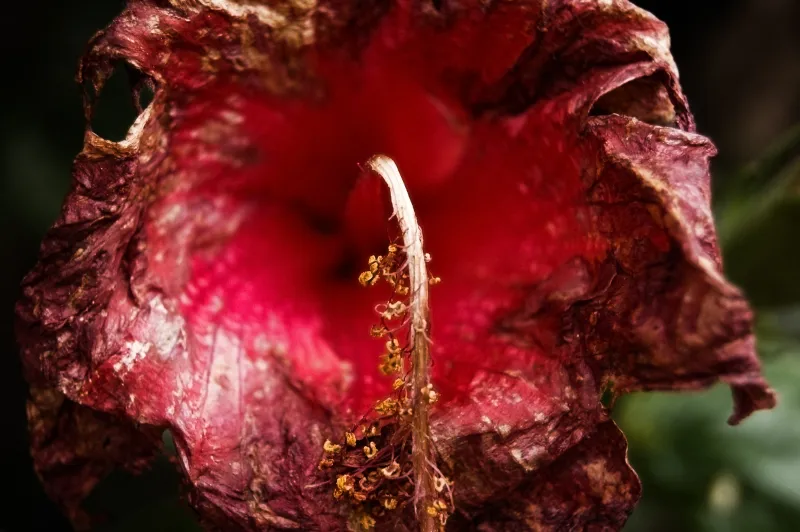 2011-07-07 Flowa.jpg