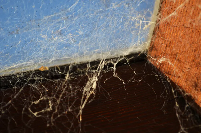 2011-11-30 Webs1.jpg