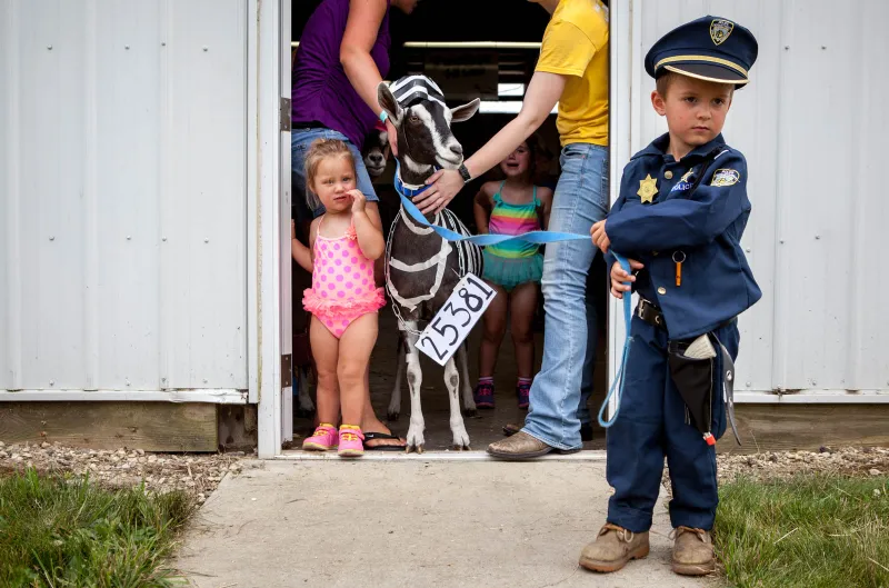 Set to walk first in the Annual Racine County Goat Parade, Nathan Gerou pulls on his family goat, Shelby, who is dressed up as a prisoner, while the Winderl children stand next in line at the Racine County Fairgrounds in Union Grove, Wis. on July, 26, 2018.
