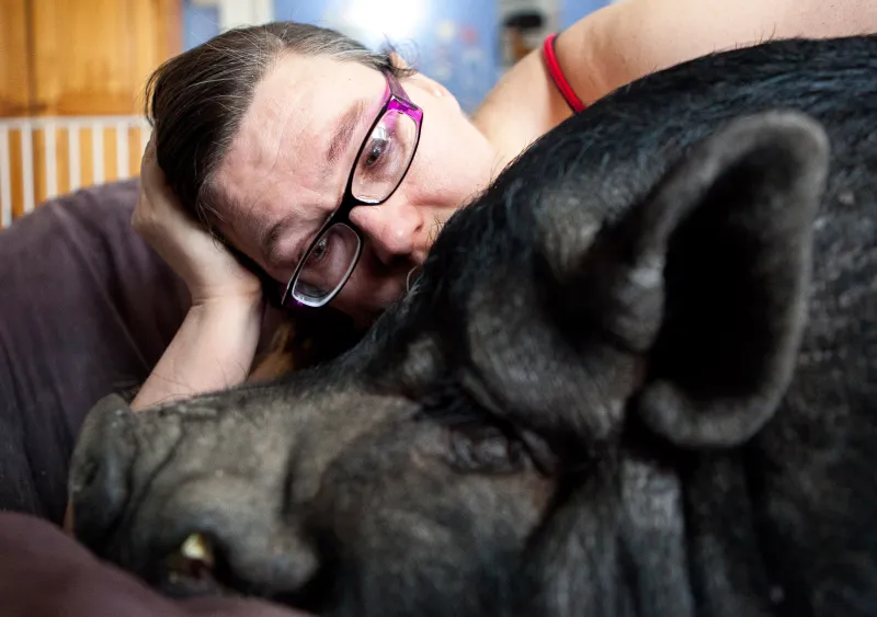 Ypsilanti resident Stephanie Rowland cries in her home after hearing the ruling that she will be allowed to keep only one of her four beloved pigs, and has 15 days to find the others another home. Stephanie says cannot live without the pigs, as they all serve different functions in supporting her. "This decision took me by complete surprise." she says after the hearing. Now Stephanie will have to try to find another home that will accept her pigs. Stephanie has moved more than once in a search to find accommodation for her and her animals, and insists that she needs them in order to stay healthy and live independently.